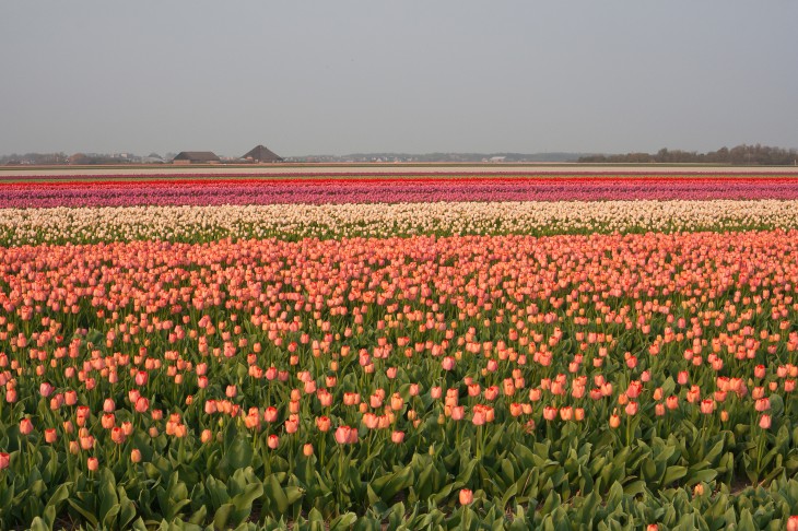 Orange Pride Feld Tulpenproduktion Green Pflanzenhandel Gmbh