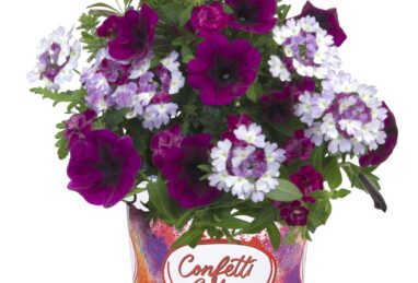 Confetti Garden Purple Jewel