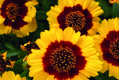 Coreopsis verticillata Corleone Early Red & Gold