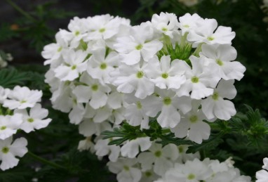 Verbena x peruviana Vectura White