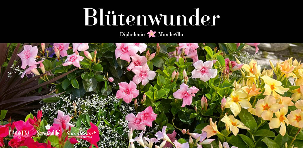 Alles rund um Mandevilla